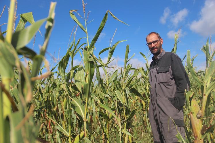 Les semis de maïs au printemps dernier chez Loïc Cousin (à St-Martin-des-Landes) ont été tardifs. Les parcelles ont été un peu moins impactées qu'en semis précoce. Néanmoins, à quelques jours des ensilages, le compte n'y est pas.