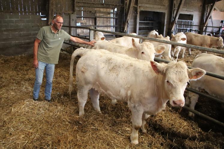 Emmanuel Leboucq participera samedi 27 septembre au concours interrégional Charolais de Normandie qui se tiendra à la Foire de Caen.