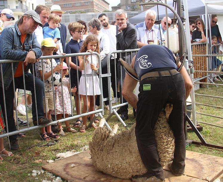 Maire de Caen et préfet attentifs à la tonte du mouton. Reste à créer une filière de valorisation de la laine.