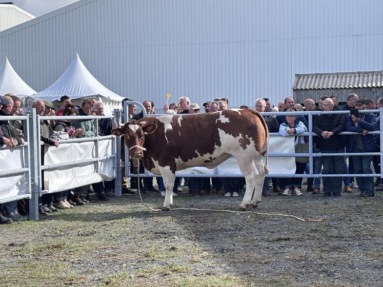 La Rouge des Prés de Gilles Moussay de l'Orne a décroché la plus forte enchère à 8,70 €/kg, tout comme la croisée Bleu blanc. La fidélité a été récompensée.