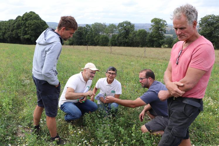 Aux Isles-Bardel, Félix Peschet recourt aux semis de prairies d'automne avec un mélange de couverts végétaux à base de légumineuses et de trèfles. Une solution pour les terres séchantes ?