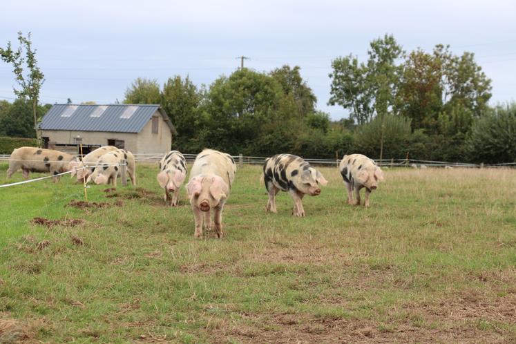 Les porc de Bayeux sont élevé en plein air sur 8 ha de terrain