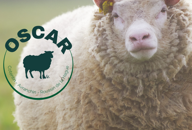 Le nouveau logo se retrouvera également sur les carcasses pour identifier les animaux issus de l'Oscar.