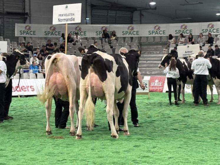 C'est la Normandie qui sera le maître d'organisation du prochain concours national Prim'Holstein 2025.