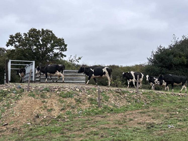 Grâce au pont situé au-dessus de la route, la surface pâturable par les vaches passe de 16 à 37 ha.
