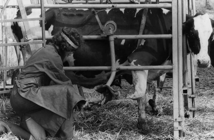 Dominique a été un des premiers pédicures bovins en France. Il a commencé a exercer vers la fin des années 1970.