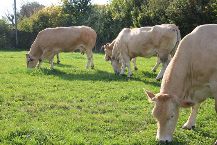 12 Blondes d'Aquitaine du Gaec Lorin Bossyut participeront au concours du Salon tous paysans, dimanche 26 octobre, de 10 heures à 16 heures au parc Anova à Alençon.