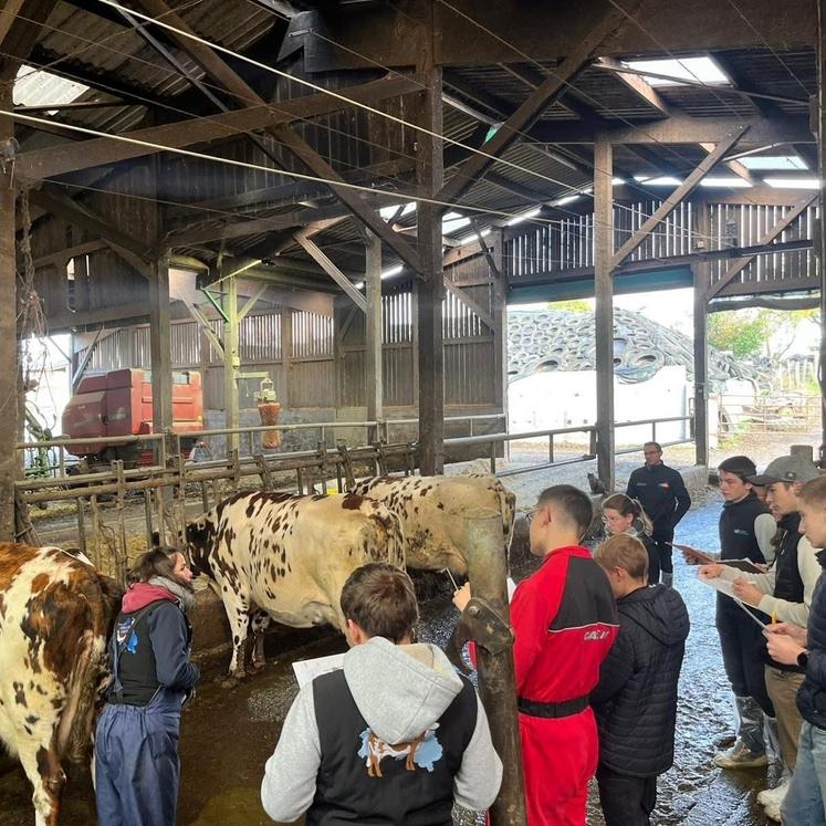 Les jeunes ont passé l'épreuve du jugement de bétail dans les fermes.