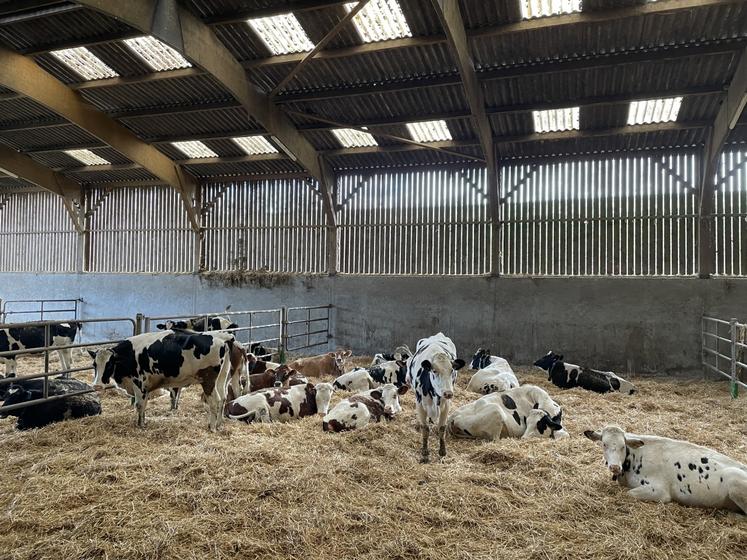 L'exploitation compte 120 vaches laitières.