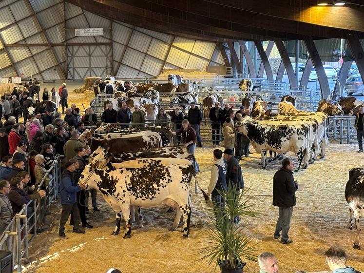 Les bovins seront les grands absents de cette nouvelle édition de la foire Saint Martin sous le marché couvert le 11 novembre.