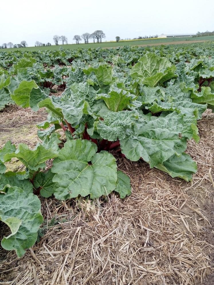 La rhubarbe est récoltée entre mai et mi-juillet. Elle reste en place durant plusieurs rotations.