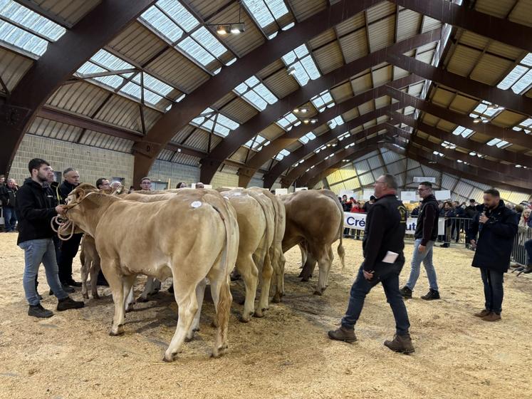 Les Blondes d'Aquitaine seront absentes également à la foire de Saint-Hilaire-du-Harcouët.