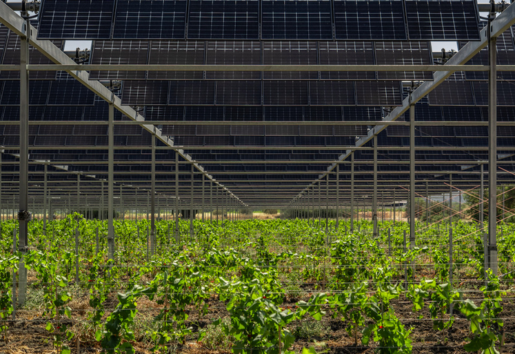 Samsolar a installé la plus grande centrale agrivoltaïque viticole de France à Cruscades (Aude).