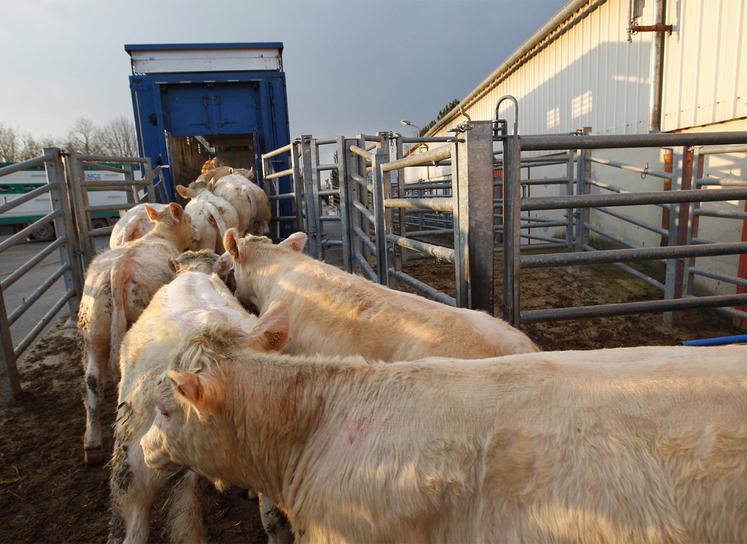 La profession appelle à la plus grande vigilance quant aux transports d'animaux : "N'accueillez pas d'animaux, dont vous ne connaissez pas l'origine !"