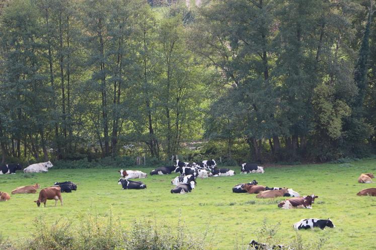 À Cesny-les-Sources, près de Caen, les vaches Prim'Holsteins côtoient les Jersiaises.