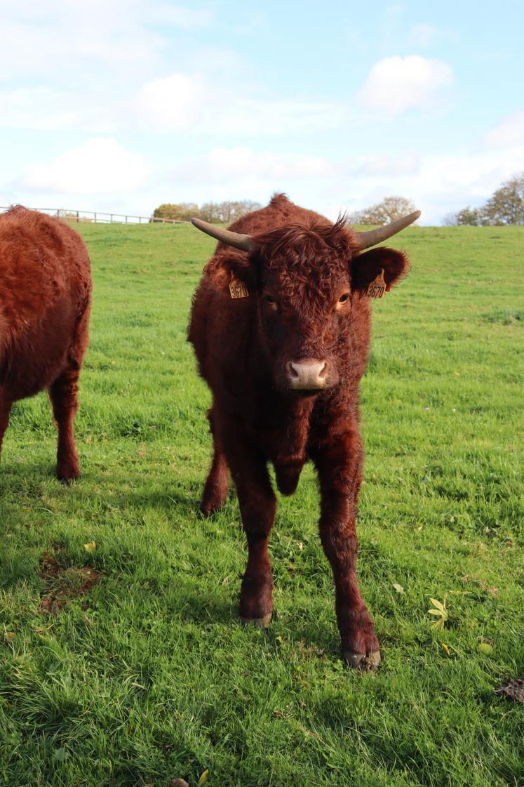 La Salers a été retenue pour ses très bonnes qualités maternelles.