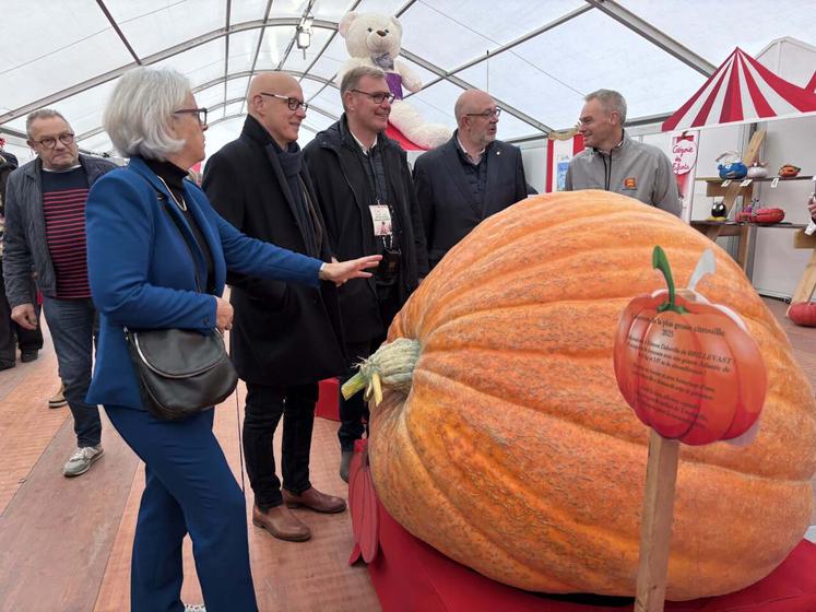 485 kg, c'est le poids de la plus grosse citrouille de l'édition 2025 de la foire Saint Luc de Gavray-sur-Sienne. Un poids qui a laissé plus d'un visiteur perplexe.