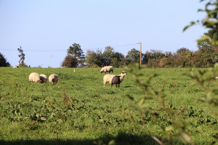 L'agriculteur élève 150 brebis allaitantes, avec quelques Jersiaises, en 100 % prairies naturelles et pâturage tournant.