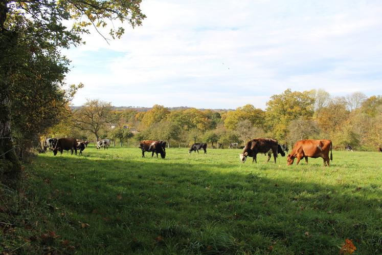 L'élevage est croisé Normandes, Kiwis, Jersiaises et Vikings reds.