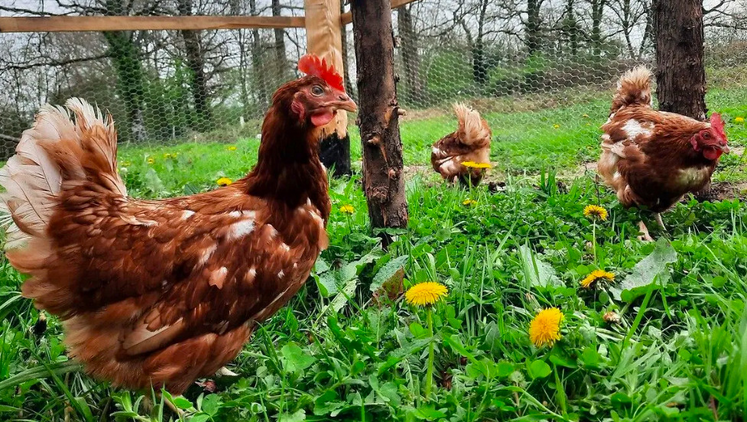 Les rassemblements de volailles sont interdits.