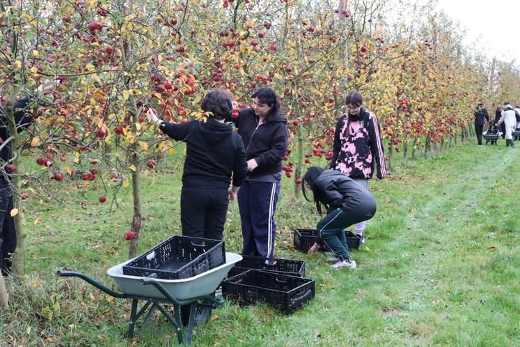 Les pommes ont été acheminées jusqu'au camion de la banque alimentaire du Calvados, garé à l'entrée du verger.