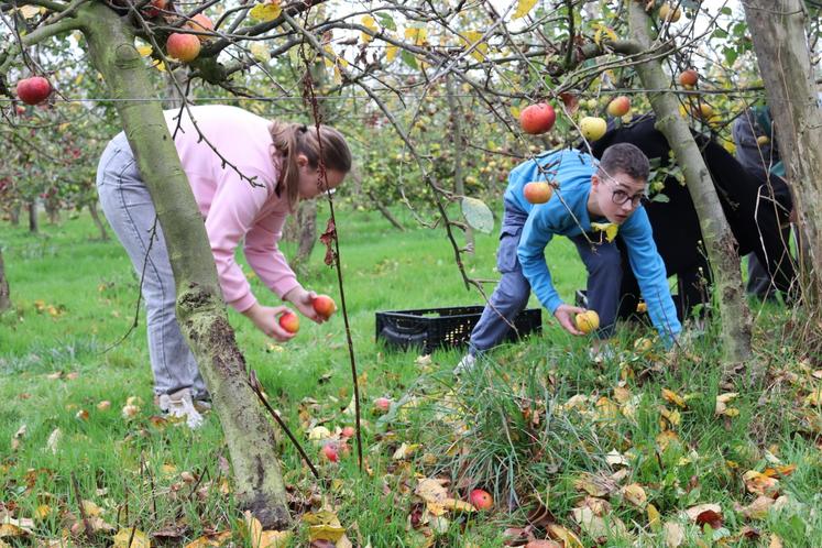 Beaucoup de pommes ont été ramassées, les fruits étant transformés en compote, cela a permis de se libérer de toute contrainte de conservation.