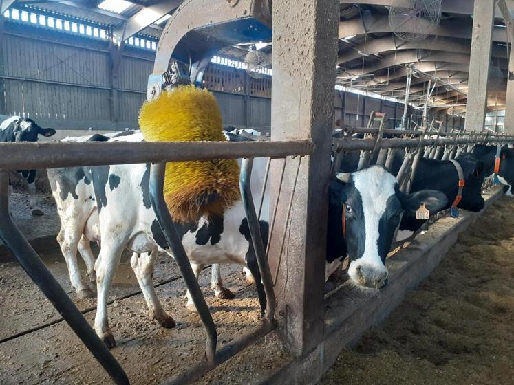 Le confort des animaux comme celui des éleveurs est important à prendre en considération.