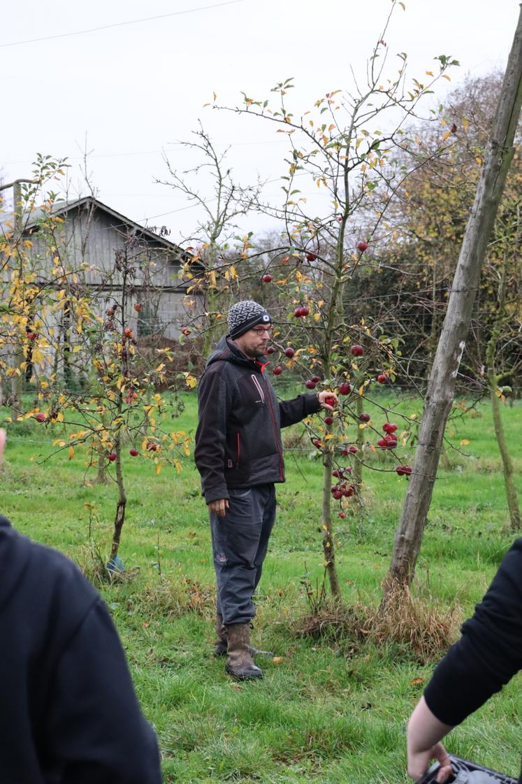 Dans certaines allées, les pommes pouvaient être ramassées directement dans les arbres car les fruits étaient trop petits pour être commercialisés.