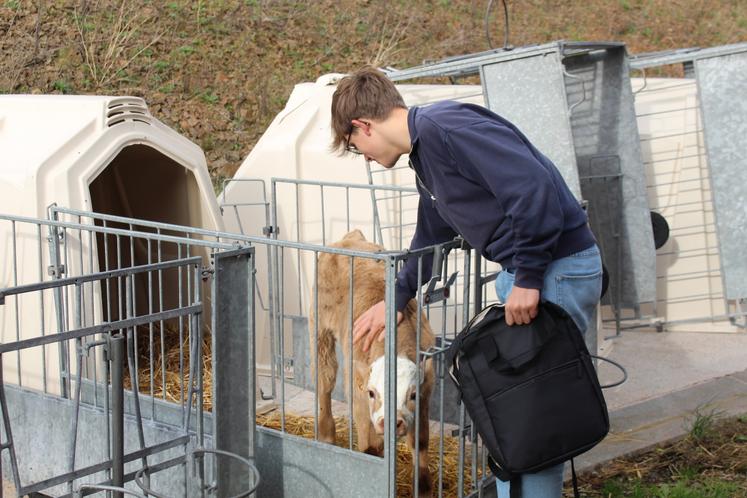 Un tour chez les veaux, entre deux énigmes, pour la plupart des élèves du collège.