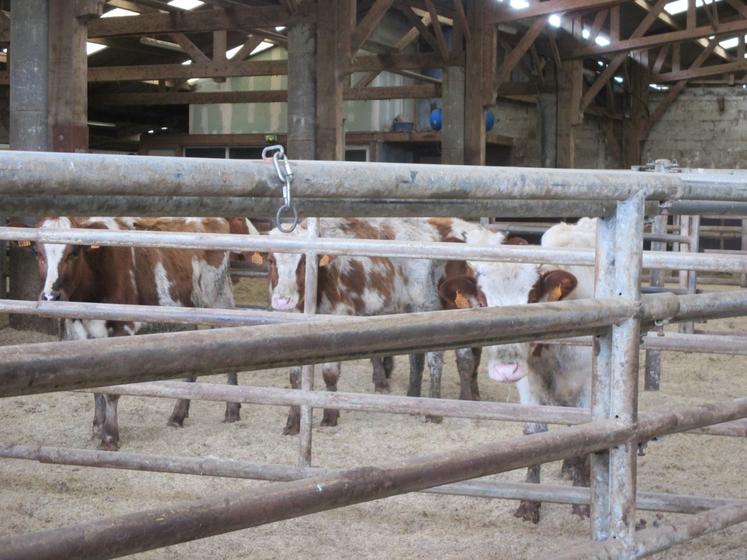 La gendarmerie effectue des contrôles sur les mouvements d'animaux.