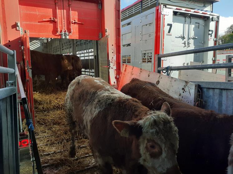 La gendarmerie effectue des contrôles sur les mouvements d'animaux.
