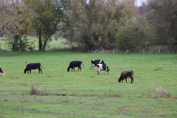 Le troupeau compte des Prim'Holsteins, des Montbéliardes, des vaches croisées avec des Brunes des Alpes pour 300 000 l de lait.