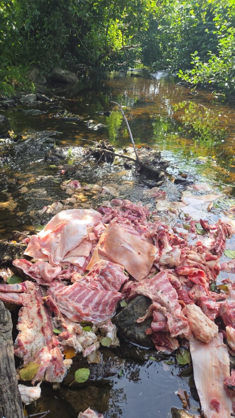 A contrario, l'éleveur a découvert une carcasse et des déchets dans le cours d'eau de sa commune. Il a alerté les services compétents, sans résultat.
