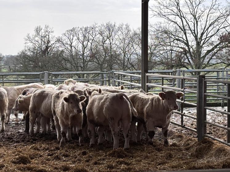 Une vingtaine d'animaux est arrivée dans la nuit du mercredi 17 au jeudi 18 décembre des départements de la Nièvre, l'Allier et Saône-et-Loire. Ils ont été notifiés le 18 avant 16 h. Et dès le lendemain midi, ils intégraient une exploitation de Condé-sur-Vire.