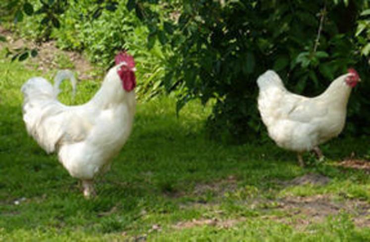Dans le Calvados, un élevage de 10 200 volailles a été abattu suite à la découverte d'un cas de grippe aviaire.
