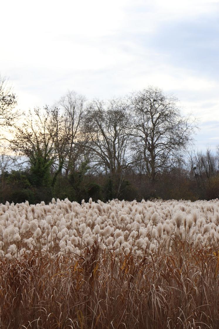 Rencontre agriculture en zone sensible Henri Pomikal Licence Caen marais miscanthus