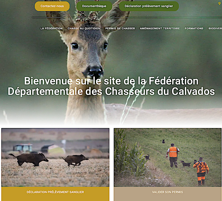 Désormais dans le Calvados, tout prélèvement de sanglier doit être déclaré à la Fédération des Chasseurs dans les 72 heures.