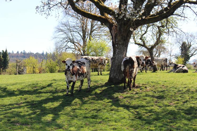 Depuis 2015, des éleveurs bio réunis au sein du réseau Invitation à la ferme innovent pour mieux valoriser leur lait partout en France. 