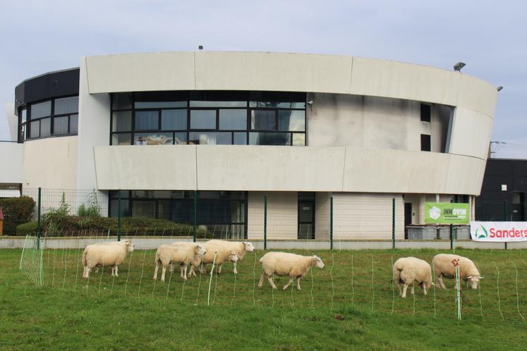 Un atelier tonte s'est déroulé dans l'après-midi pour les étudiants interéssés.