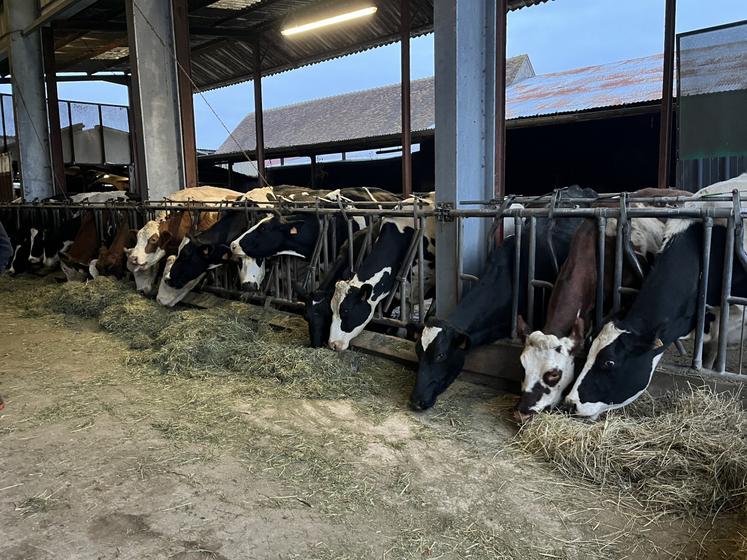 Les vaches consomment en moyenne 17 kg de foin par jour. C'est la base de leur ration.