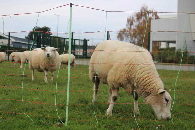 Un atelier chien de troupeau était aussi prévu.
