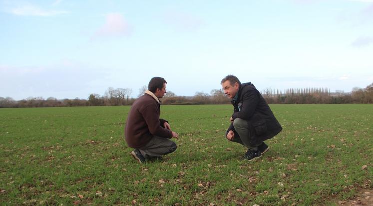 Pascal Legrix et Olivier Hoste dans la parcelle de blé de 22 ha qui était en maïs auparavant. "C'est la première année que je ne fais pas de déclaration de dégâts de maïs", se satisfait l'agriculteur de Goustrainville (14)