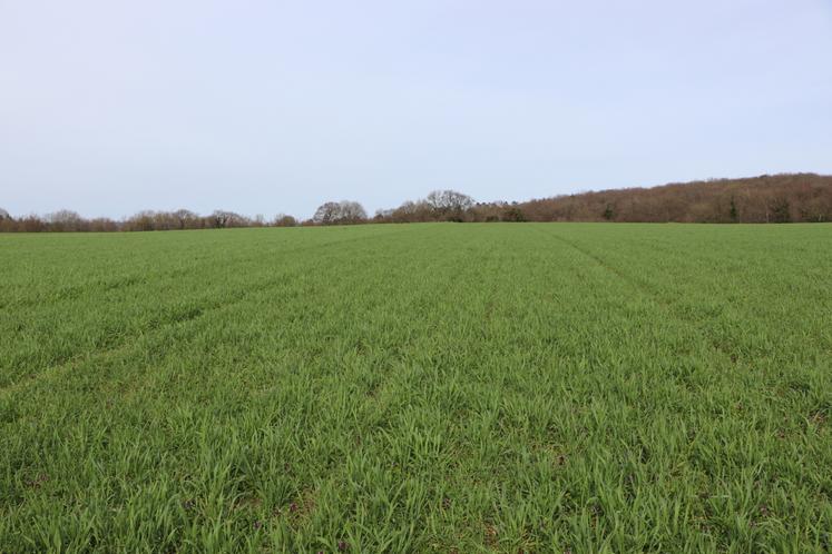 "Le ray-grass italien, c'est la Formule 1 des variétés de graminées. Ça va vite, ça va fort... Ça ne dure pas, mais sa pousse dynamique, c'est ce qu'on lui demande", constate Julien Greffier.