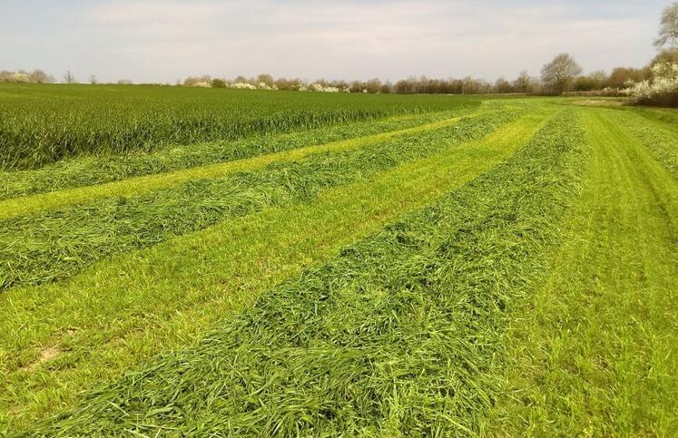 "Le ray-grass italien et le ray-grass anglais se conservent plus facilement que les trèfles et la luzerne. Le premier ennemi de l'ensilage, c'est l'oxygène. Moins il y en a dans le silo, plus c'est stable", note Erik Sulmont.