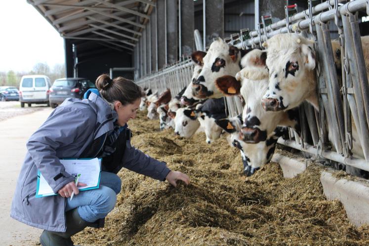 L'âge au vêlage du cheptel est de 3 ans en moyenne.