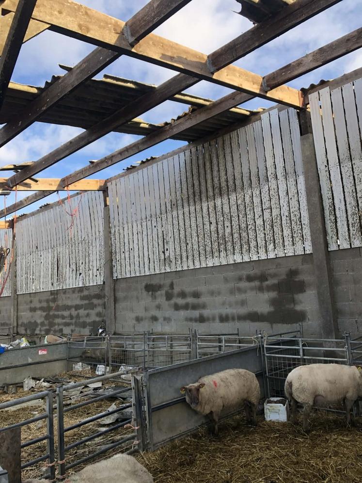 En pleine période d'agnelage, les producteurs sont inquiets. Au Gaec Duquesne, des agneaux ont perdu la vie.