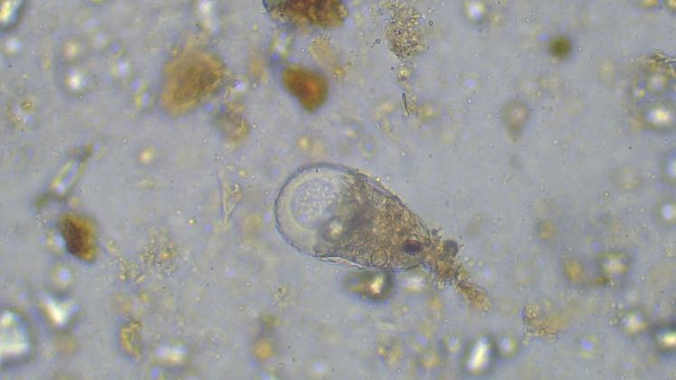 Protozoaire amibe testacée observée au microscope. Prédateur du microbiote bactérien, elle participe à la minéralisation des nutriments et à la mise à disposition de l'azote pour les plantes.
