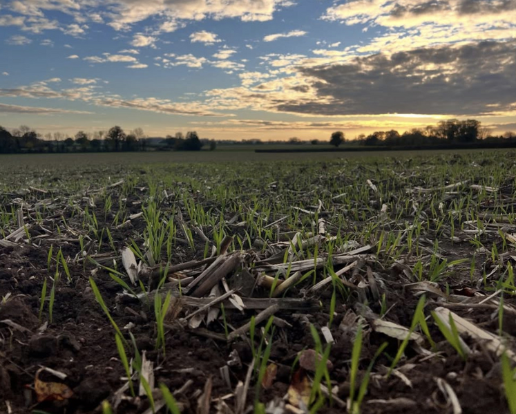 "La préservation de l'eau en agriculture passe aussi par le maintien des sols couverts."