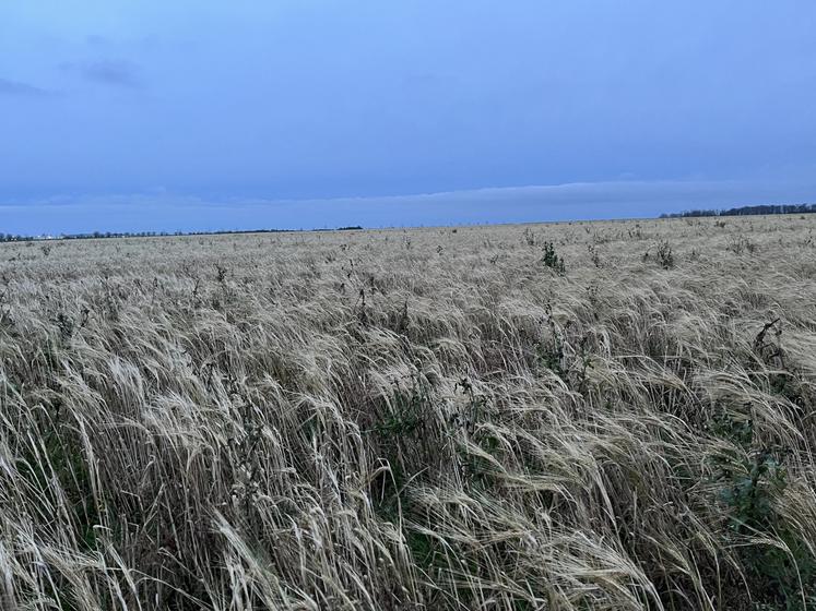 Sur une de ses parcelles, il a laissé l'orge repousser pour faire un couvert qui s'est plutôt bien développé même si la biomasse est inférieure à tous ses autres couverts implanté