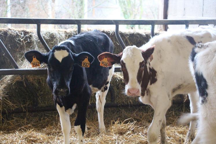 L'exploitation agricole compte 150 hectares et 140 Holsteins